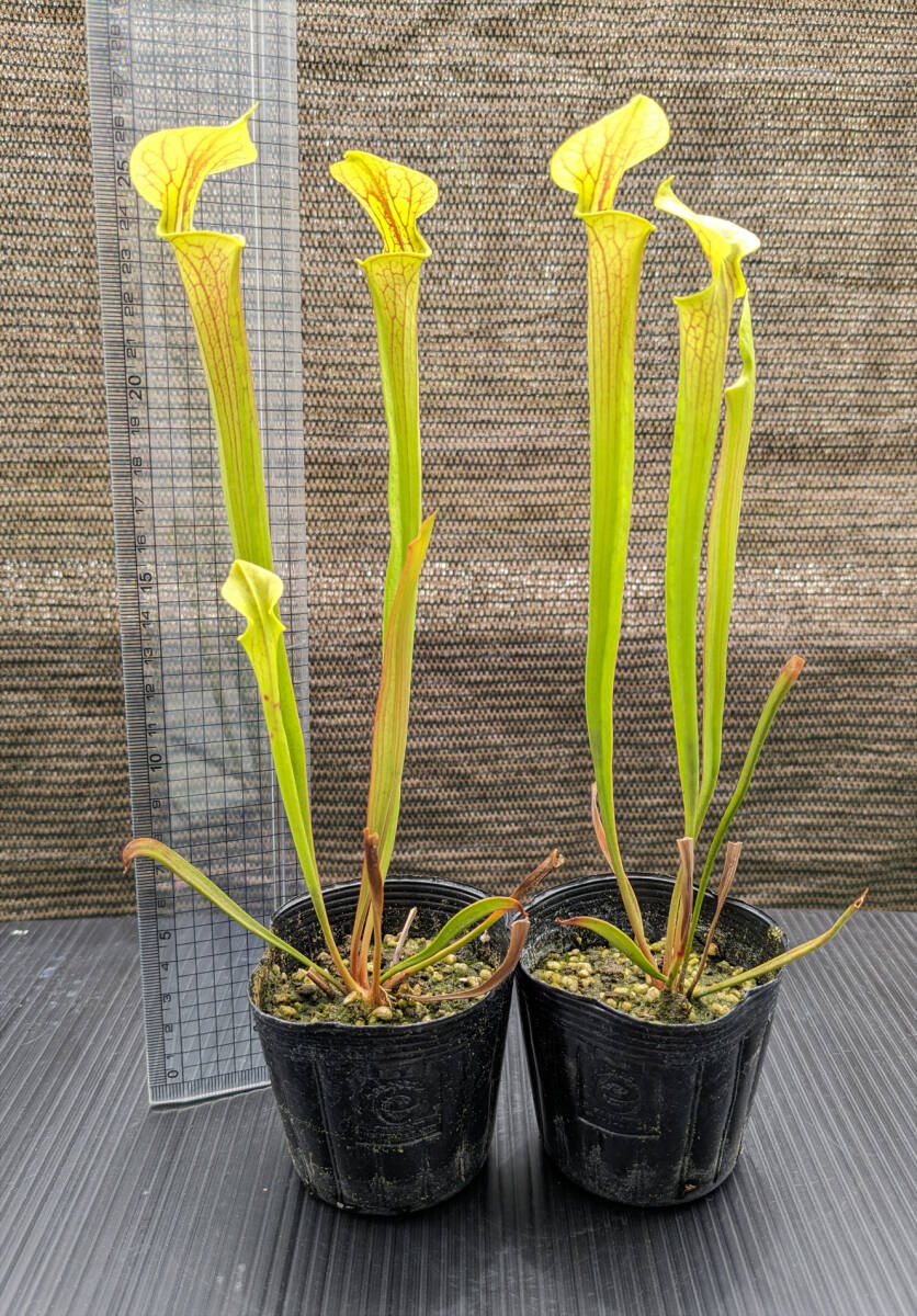 【食虫植物】サラセニア フラバ ( Sarracenia flava ) 実生苗 2potの画像6