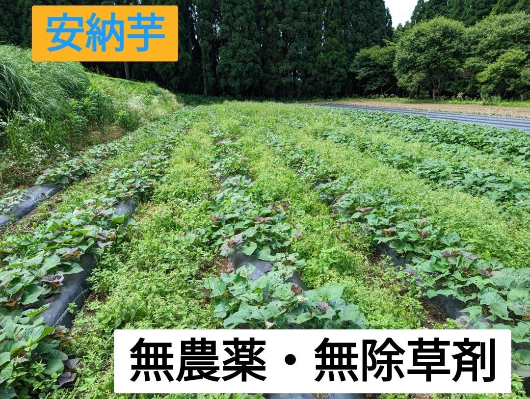 安納芋苗　10本+おまけ  無農薬　農家直送　鹿児島産