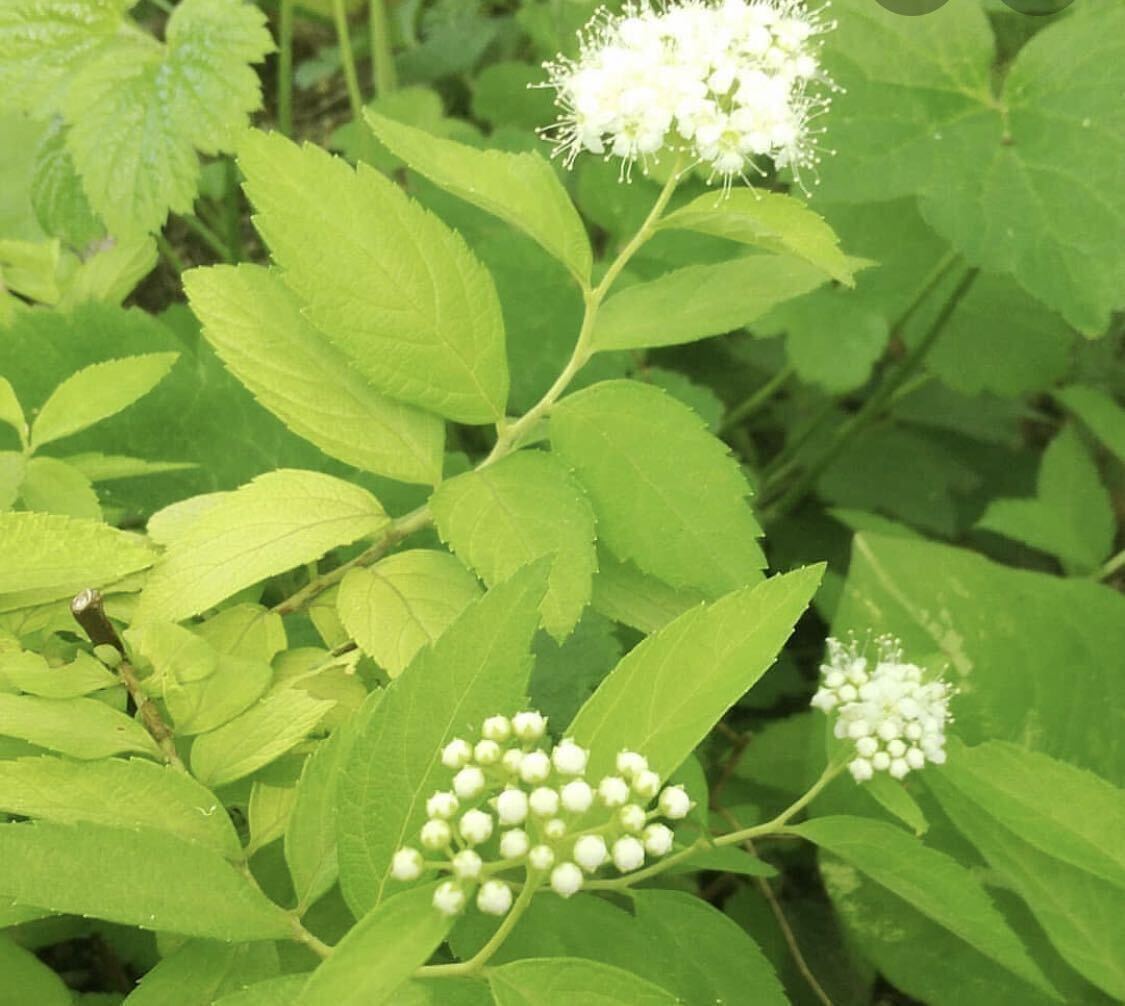 蕾沢山！ レア シモツケ 《 ホワイトゴールド 》 ライム葉が美しい♪ 花色・ホワイト　ポットのまま発送で安心！ 宿根草 多年草　送料290円_画像4