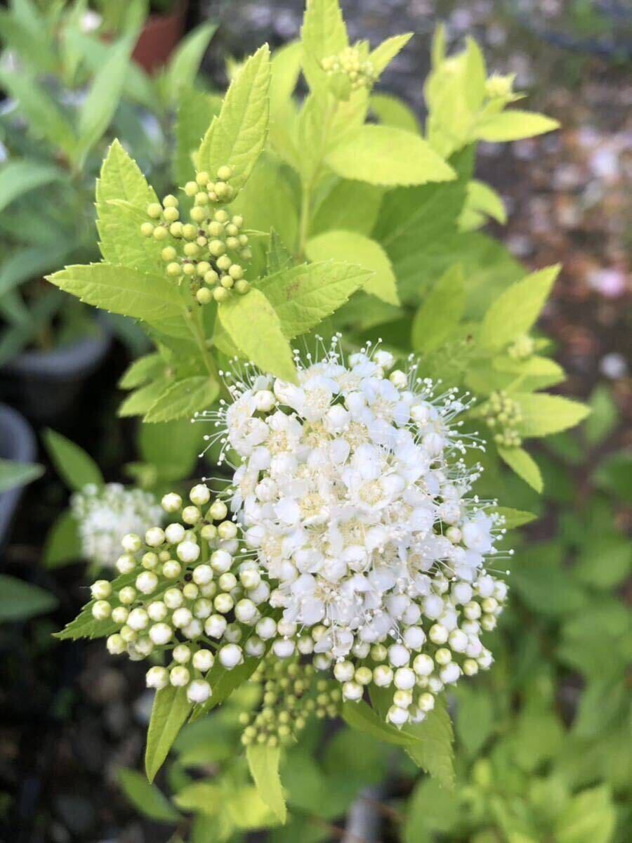 蕾沢山！ レア シモツケ 《 ホワイトゴールド 》 ライム葉が美しい♪ 花色・ホワイト　ポットのまま発送で安心！ 宿根草 多年草　送料290円_画像1