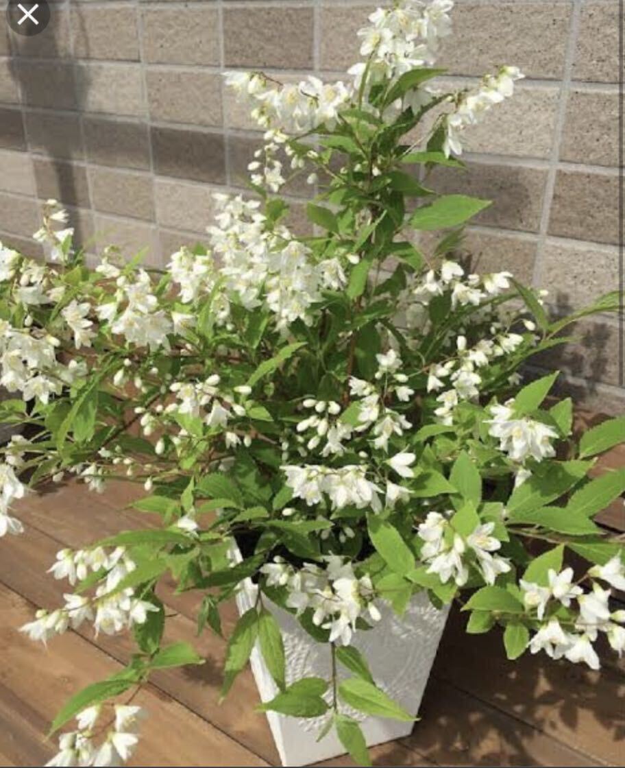 ヒメウツギ　花色・ホワイト　毎年開花！　手の掛からない宿根草　多年草　ポットのまま発送で安心です〜！　　送料240円 2年生苗_画像1