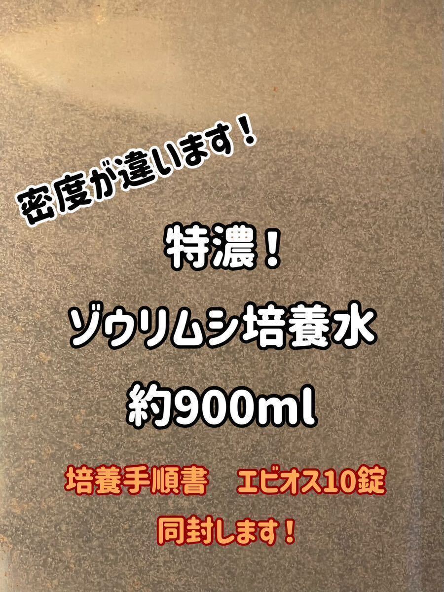 ●○特濃！ゾウリムシ約900ml！培養手順書とエビオス10錠同封します！○● _画像1