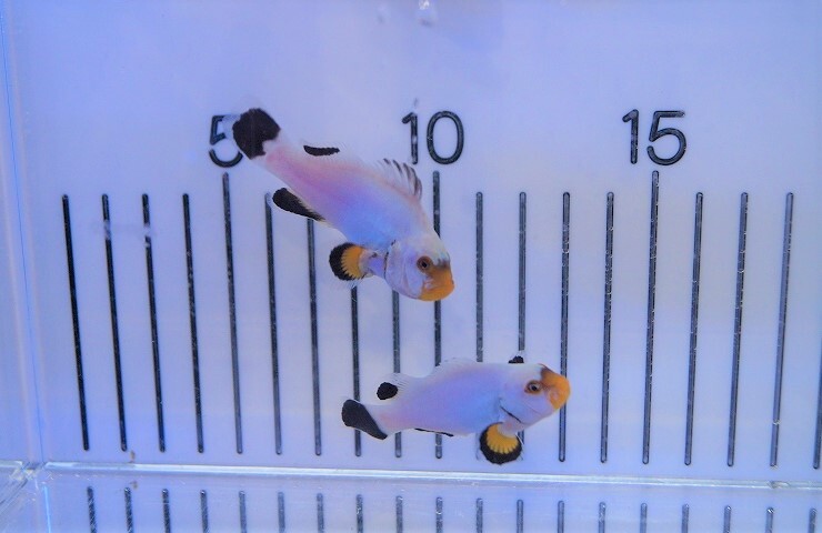 【海水魚・クマノミ】プラチナオセラリス (1匹)±4cm(サンプル画像）（生体）_画像2