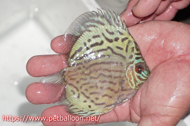 [ discus ][ mail order ] Old Jack wa tray cell - rear ( pure )[ individual sale ]10-11cm( organism )