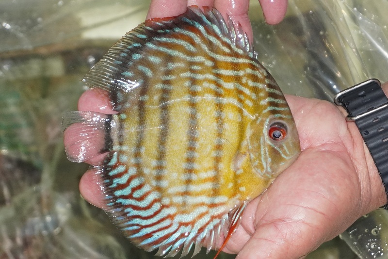 [ wild discus ][ mail order ]inanla-gobo NEAT red te vi ru[ individual sale ]15cm( organism )