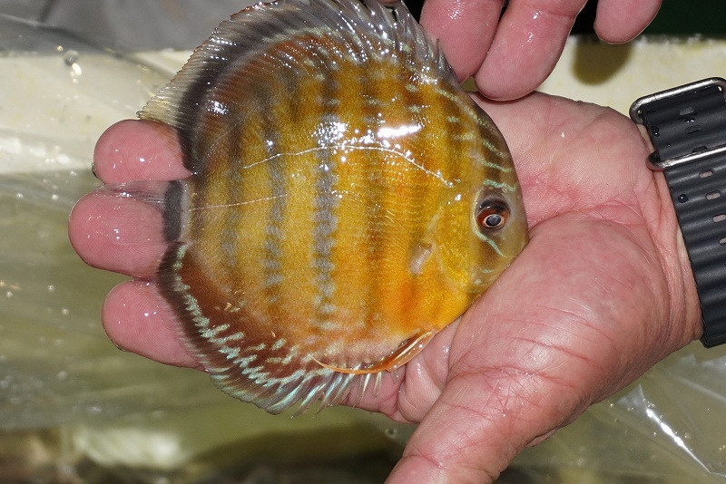 [ wild discus ][ mail order ]inanla-gobo NEAT red te vi ru[ individual sale ]15cm( organism )