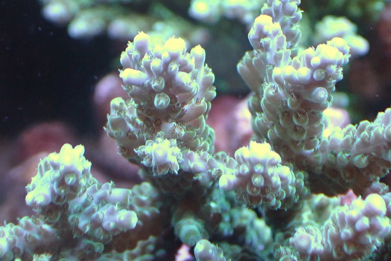 [ coral ]Wild green isisp.(Ultra Grade)[UCA/ Australia production ]( individual sale )(±11x8cm)No.19( organism )