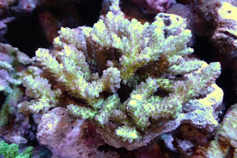 【サンゴ】Wild ミドリイシsp.（Ultra Grade）【UCA/オーストラリア産】（個体販売）（±12ｘ11ｃｍ）No.8（生体）_画像1