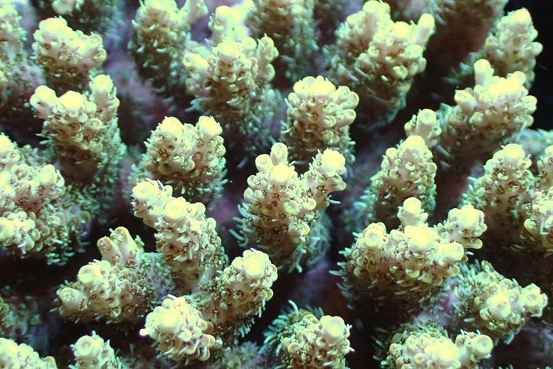[ coral ]Wild green isisp.(Ultra Grade)[UCA/ Australia production ]( individual sale )(±12x12cm)No.21( organism )