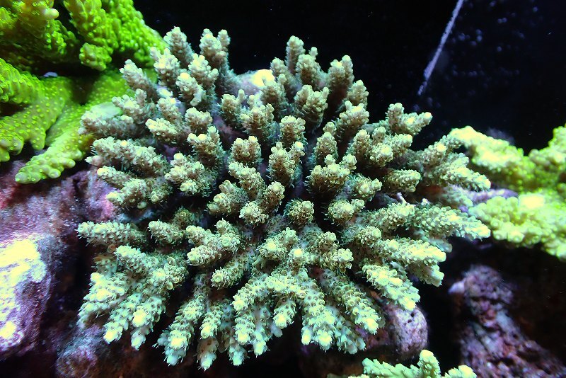 [ coral ]Wild green isisp.(Ultra Grade)[UCA/ Australia production ]( individual sale )(±12x12cm)No.21( organism )