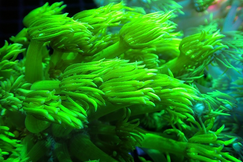 【サンゴ】ハナガササンゴ（Full Metallic Green）【UCA/オーストラリア産】（個体販売）（±5-8ｃｍ）No.6（生体）_画像2