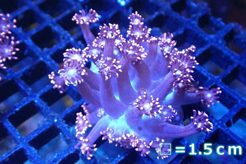 [ coral ] is length coral (Special/Pink)[UCA/ Australia production ]( individual sale )No.4( organism )