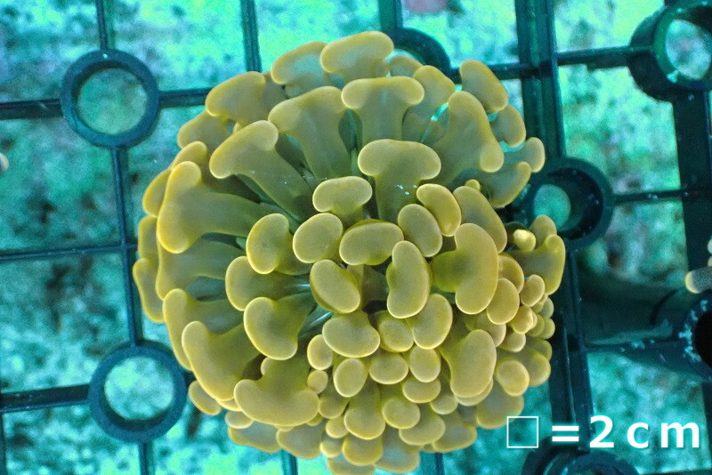 [ coral ]f Laguna galet is na coral (Special/Orange)[UCA/ Australia production ]( individual sale )No.1( organism )