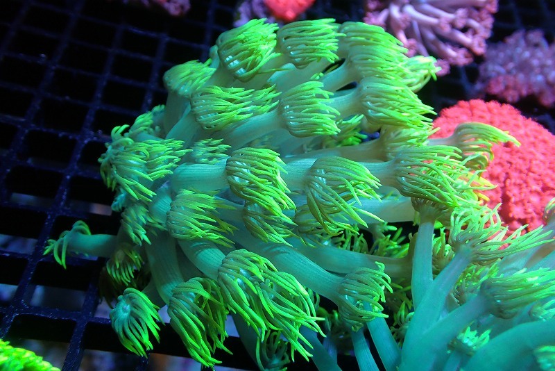 【サンゴ】ハナガササンゴ（Full Metallic Green）【UCA/オーストラリア産】（個体販売）（±5-8ｃｍ）No.7（生体）_画像1