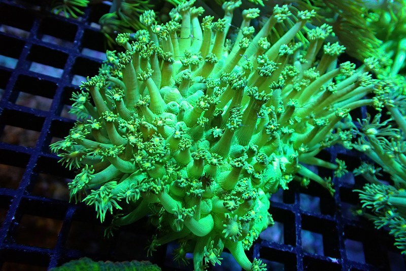 [ coral ] is length coral (Full Metallic Green)[UCA/ Australia production ]( individual sale )(±10cm)No.3( organism )