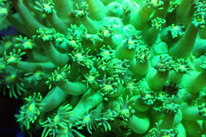 [ coral ] is length coral (Full Metallic Green)[UCA/ Australia production ]( individual sale )(±10cm)No.3( organism )