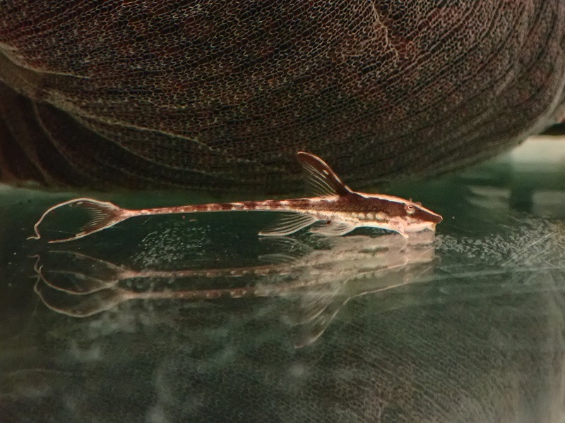 【淡水魚】【通販】激安 ロイヤルファロエラ【1匹 サンプル画像】(±3-4cm)（ロリカリア）_画像2