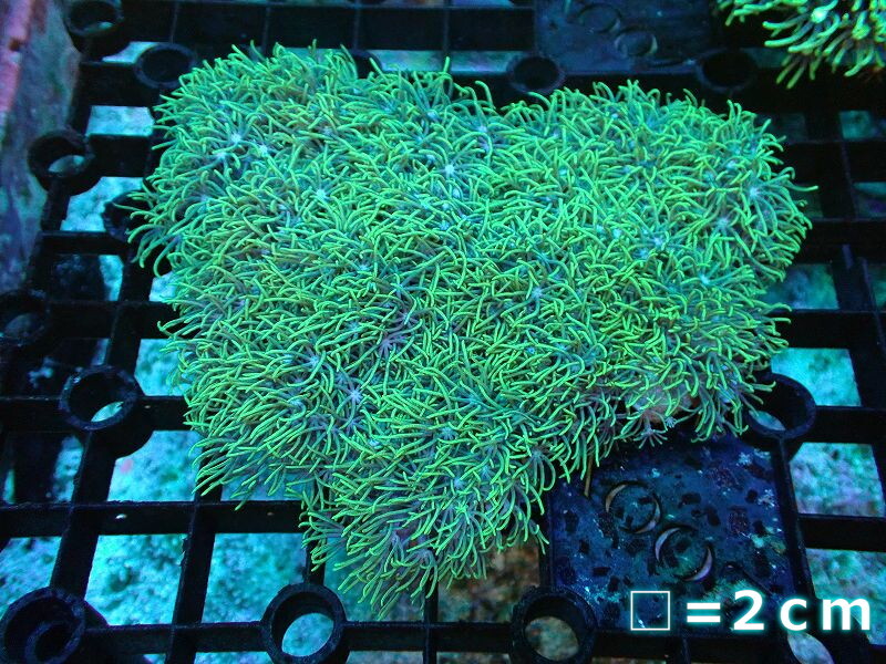【サンゴ】スターポリプ（メタリックグリーン/ペースロック無し）（個体販売）No.3（生体）_画像1