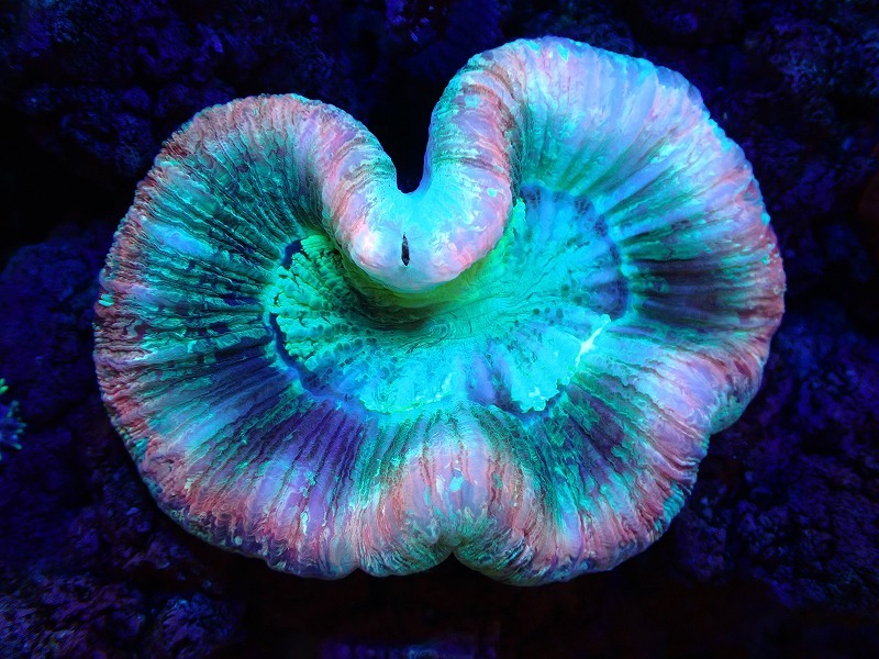 【サンゴ】オオバナサンゴ（Multi Color)（個体販売）（±6ｃｍ）（生体）_画像1