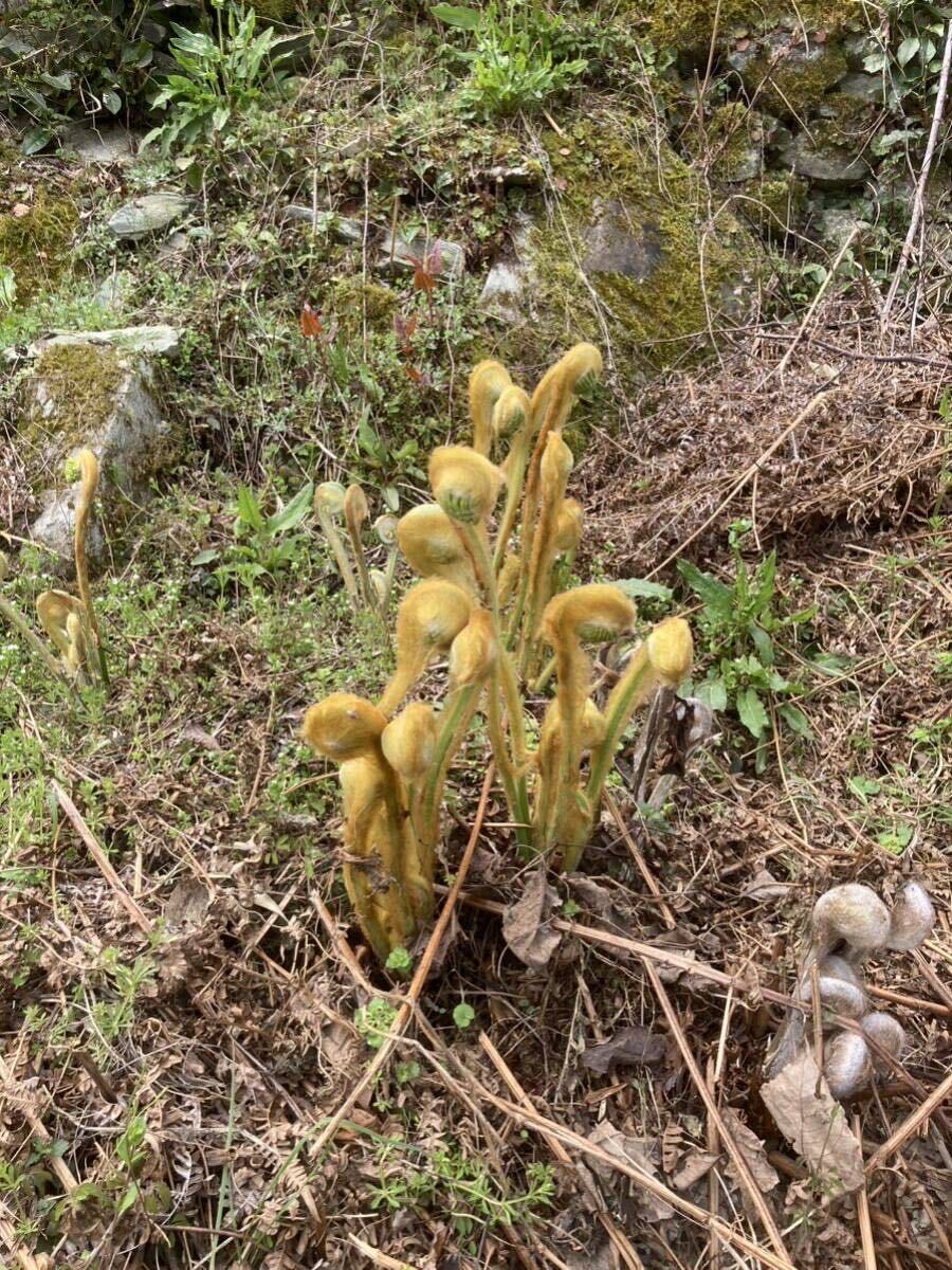 ぜんまい 天然物山菜 乾燥 ゼンマイ 天日干し 令和6年 徳島県産 100gの画像3