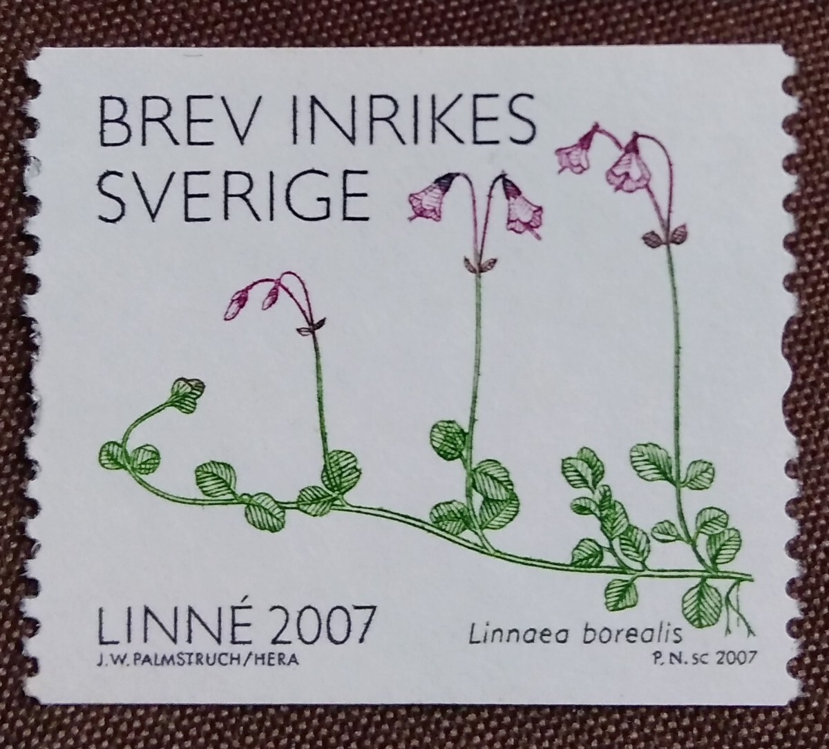  Sweden 2007 Lynn ne2. plant . person plant classification .. . research person . person plant flower unused no paste 