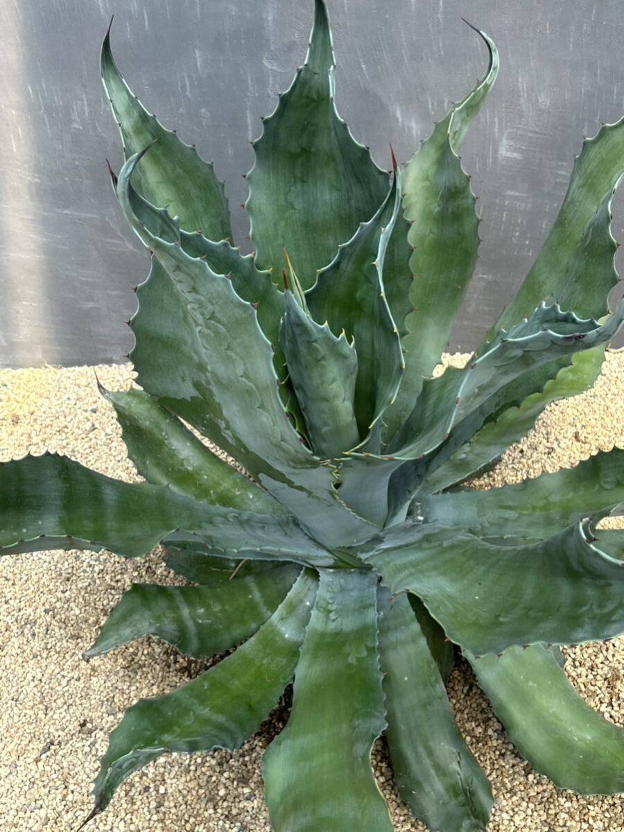 Agave salmiana v.feroxCrazy Horse アガベ　サルミアナ　フェロックス　クレイジーホース 美株　特大株　2_画像3