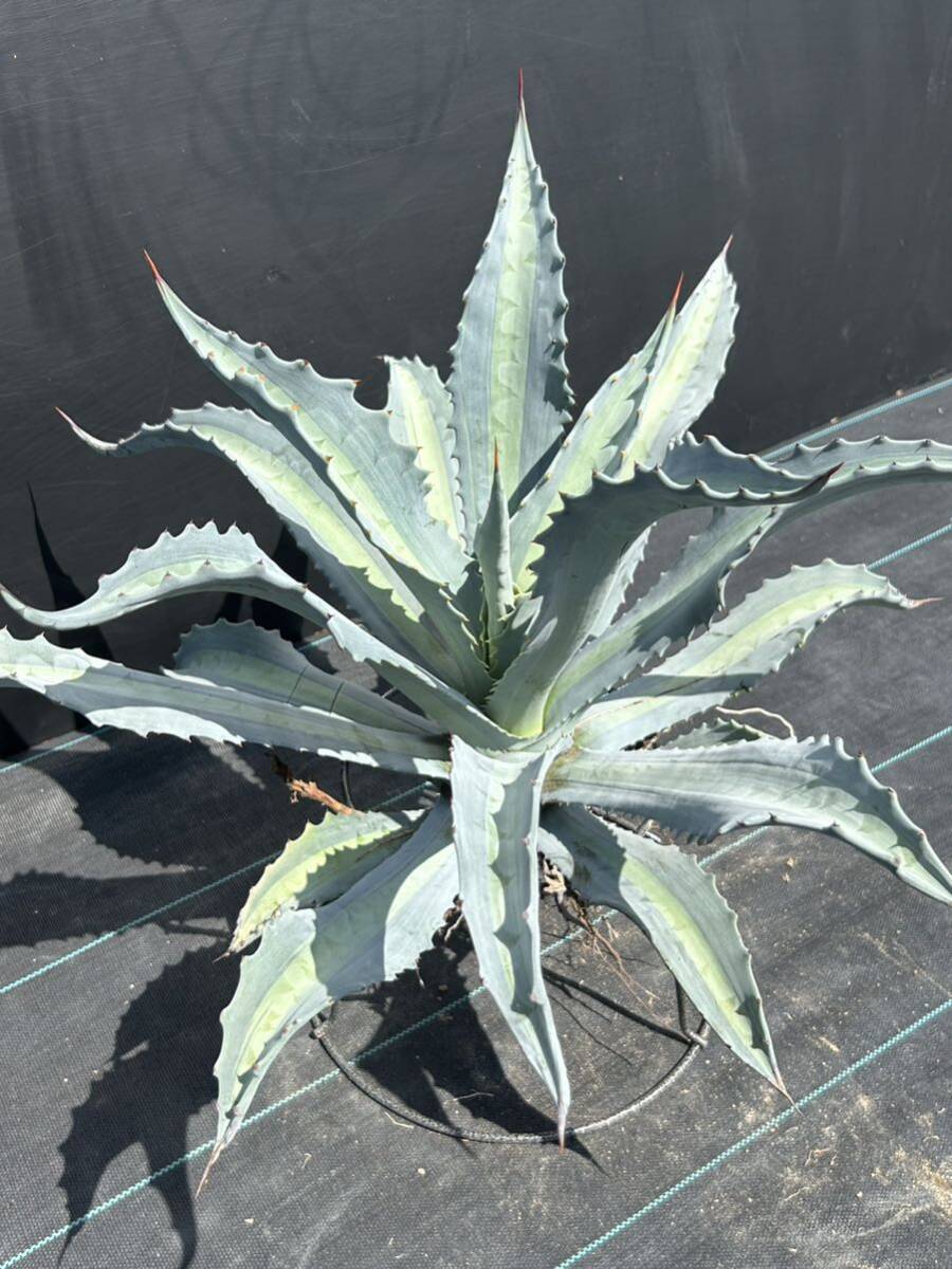 Agave americana v.expansa mediopicta pallida アガベ　エクスパンサ　パリーダ　美株　大株　1_画像1