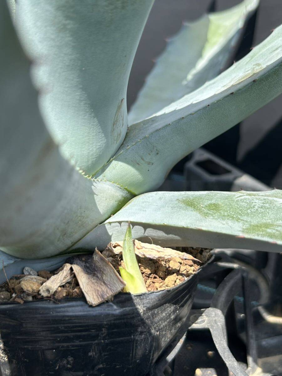 Agave salmiana ssp. crassispina アガベ サルミアナ クラッシスピナ ブルー 大株 美株 の画像6