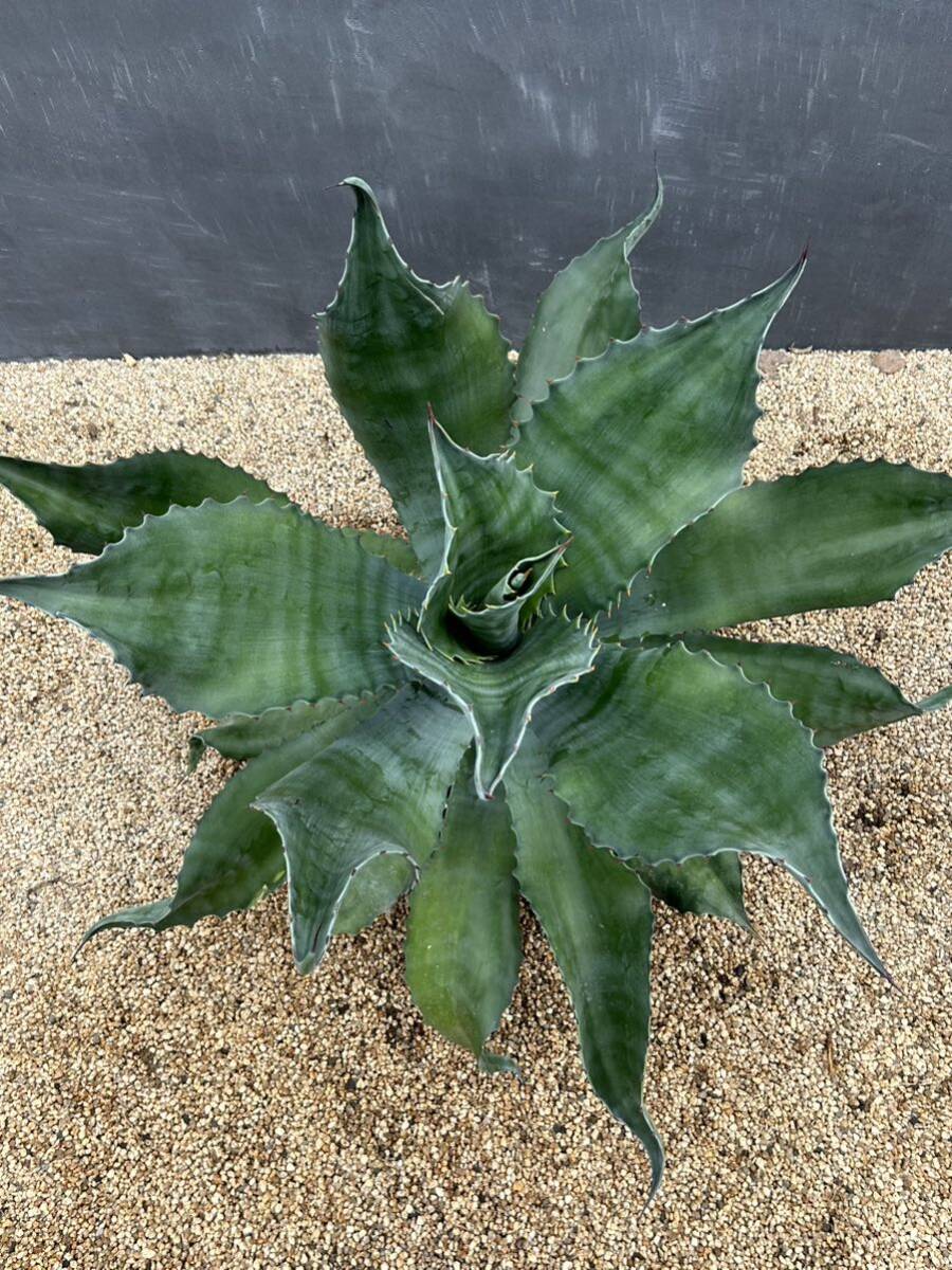 2 Agave salmiana v.feroxCrazy Horse アガベ サルミアナ フェロックス クレイジーホース 美株 特大株 の画像4