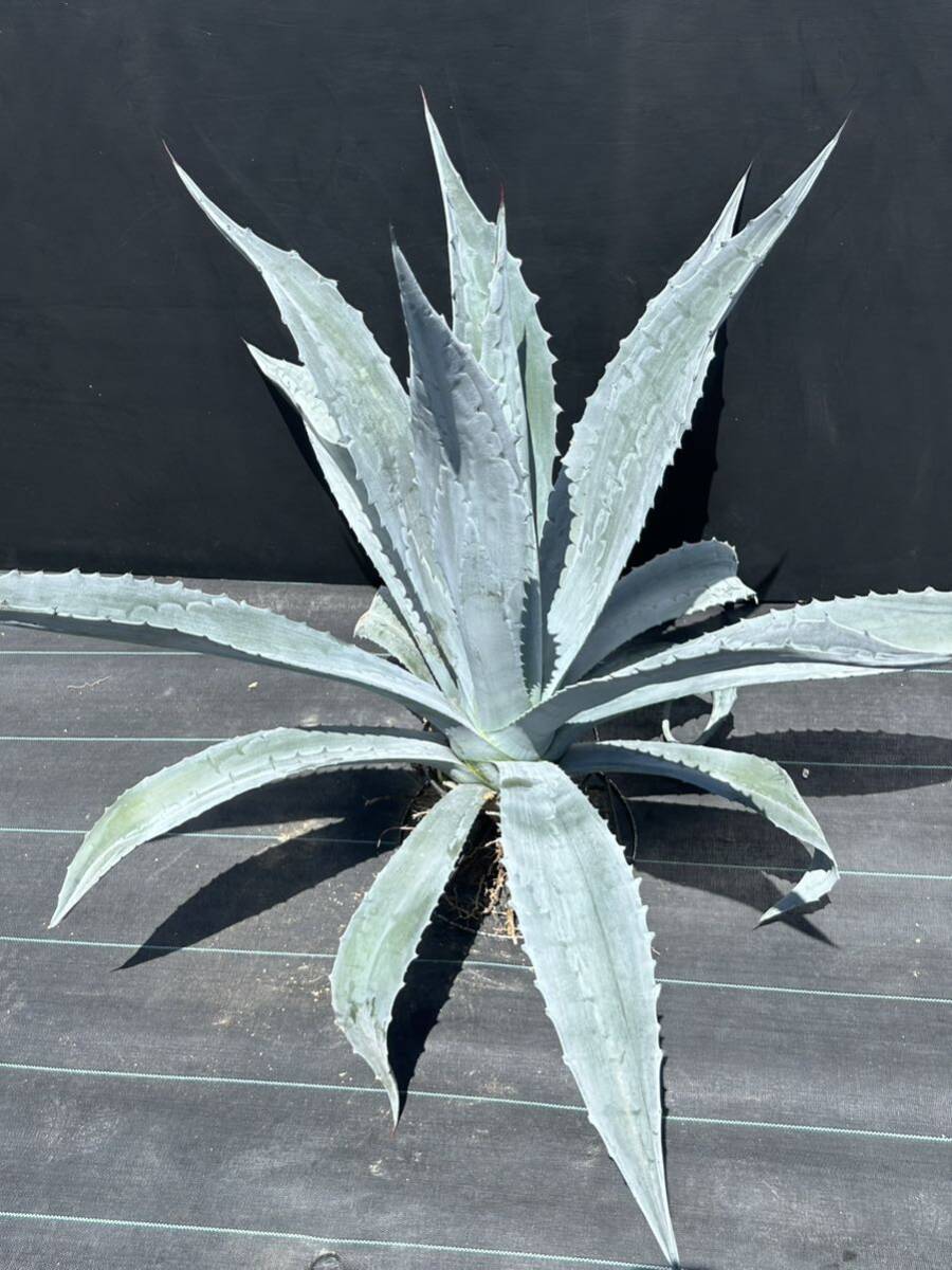 2 Agave americana sp アガベ アメリカーナ 特大株 美株 の画像2