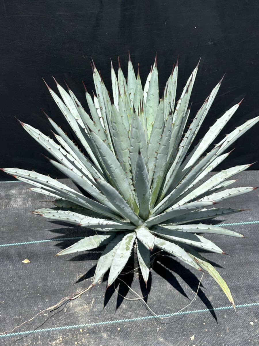 Agave macroacantha アガベ マクロアカンサ 大株 美株 細葉の画像3