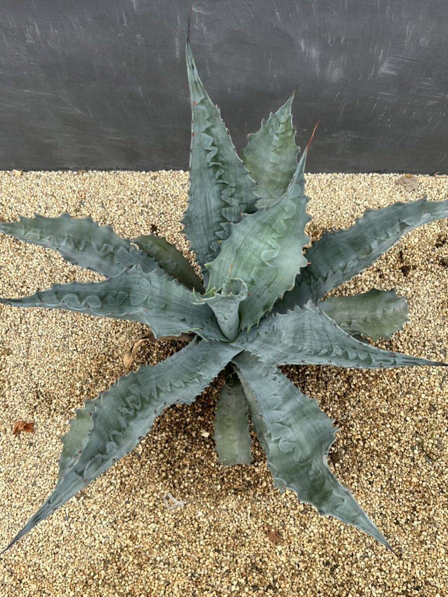 Agave americana var. protoamericana 'Funky Toes' アガベ　プロトアメリカーナ　ファンキートゥース　美株　大株_画像6