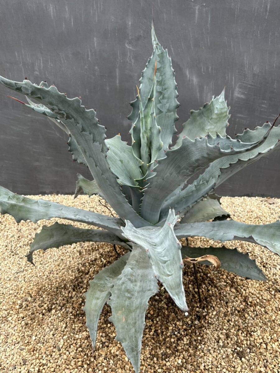 Agave americana var. protoamericana 'Funky Toes' アガベ　プロトアメリカーナ　ファンキートゥース　美株　大株_画像5