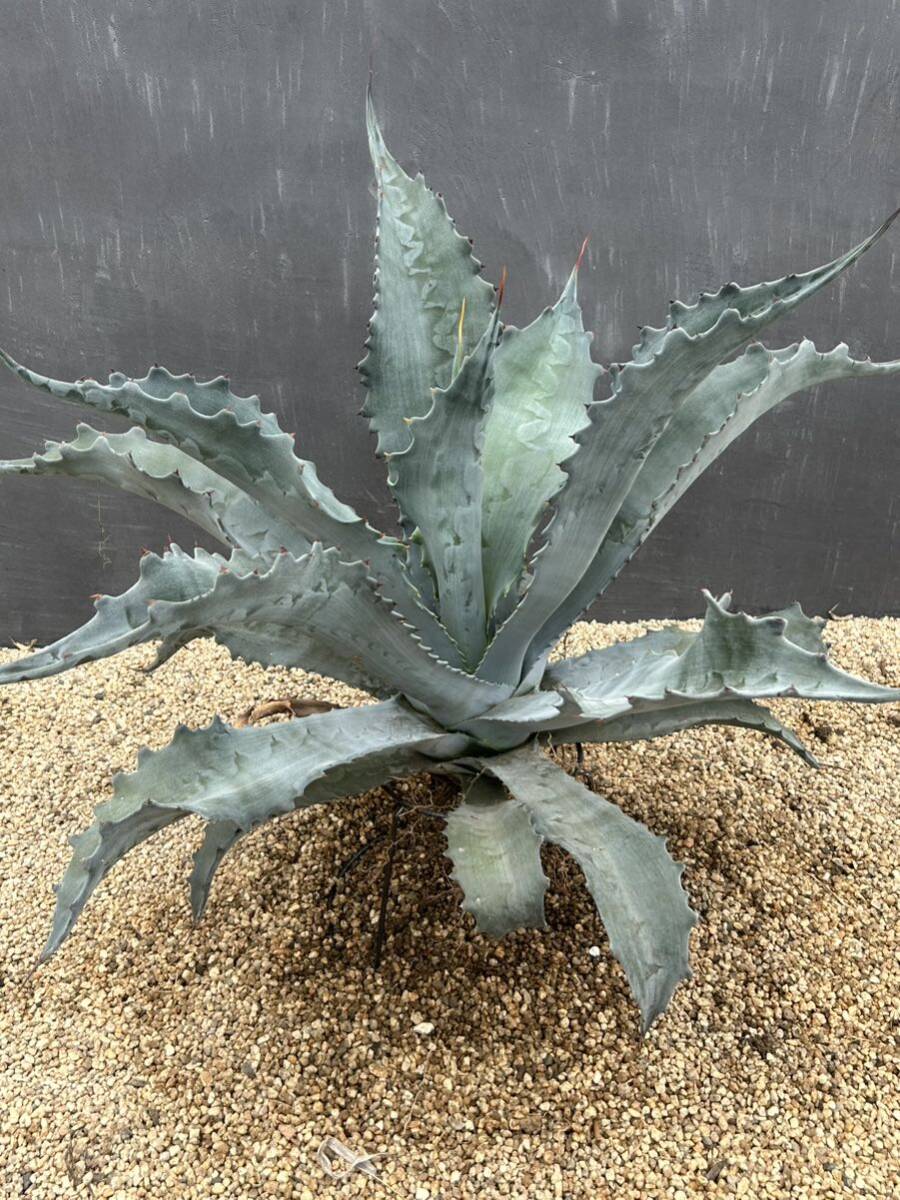 Agave americana var. protoamericana 'Funky Toes' アガベ　プロトアメリカーナ　ファンキートゥース　美株　大株_画像7