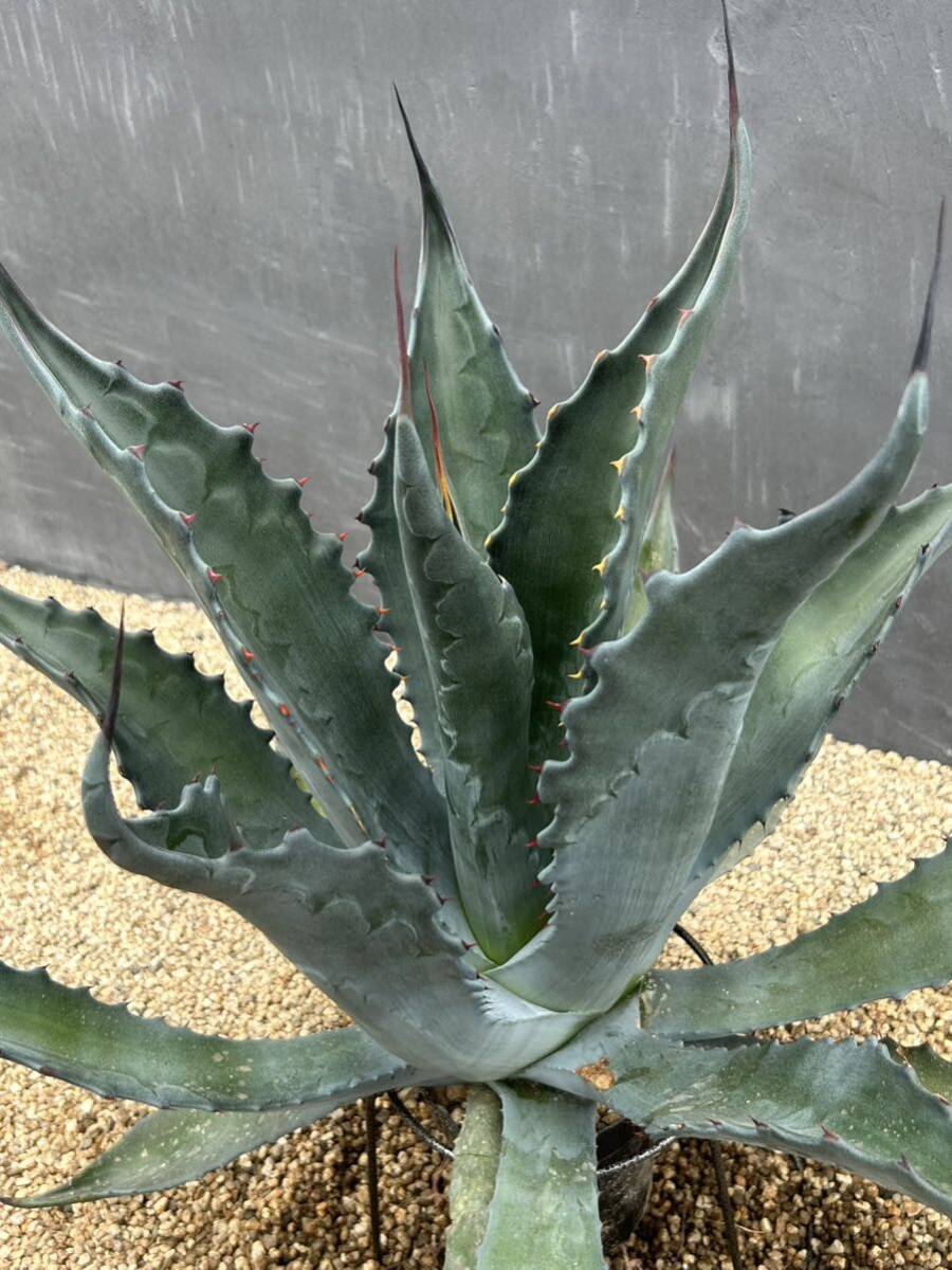 Agave salmiana ssp. crassispina アガベ　サルミアナ　クラッシスピナ　大株　_画像6