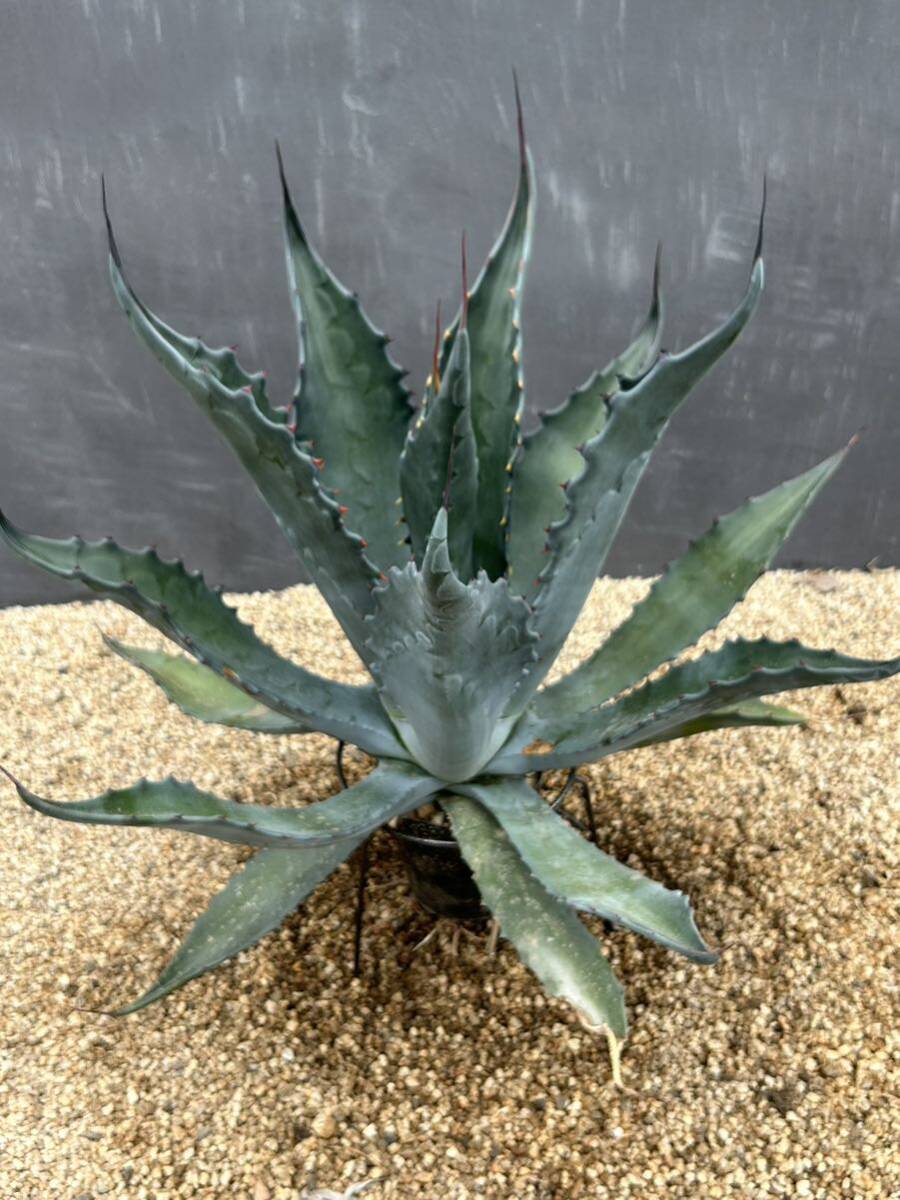 Agave salmiana ssp. crassispina アガベ　サルミアナ　クラッシスピナ　大株　_画像5