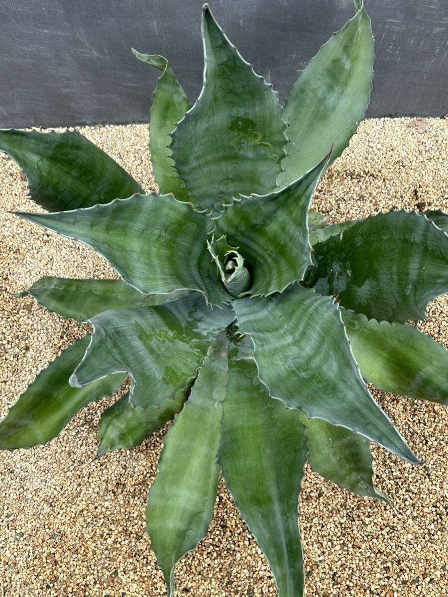 1 Agave salmiana v.feroxCrazy Horse アガベ　サルミアナ　フェロックス　クレイジーホース 美株　特大株　_画像2