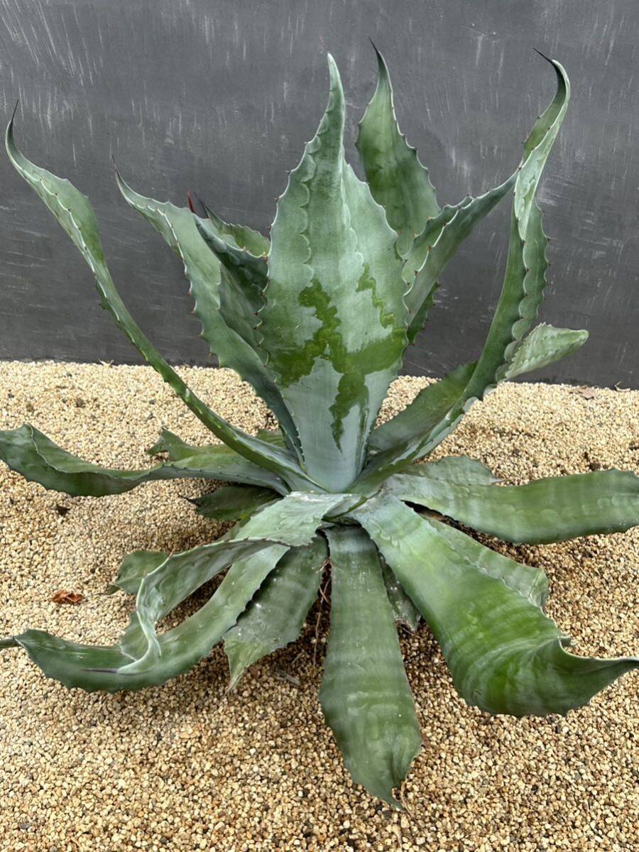 1 Agave salmiana v.feroxCrazy Horse アガベ　サルミアナ　フェロックス　クレイジーホース 美株　特大株　_画像3