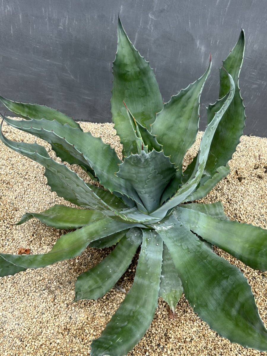 1 Agave salmiana v.feroxCrazy Horse アガベ　サルミアナ　フェロックス　クレイジーホース 美株　特大株　_画像5