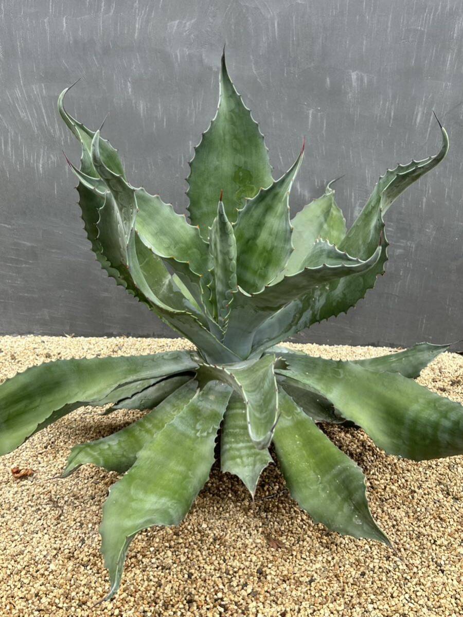 1 Agave salmiana v.feroxCrazy Horse アガベ　サルミアナ　フェロックス　クレイジーホース 美株　特大株　_画像4