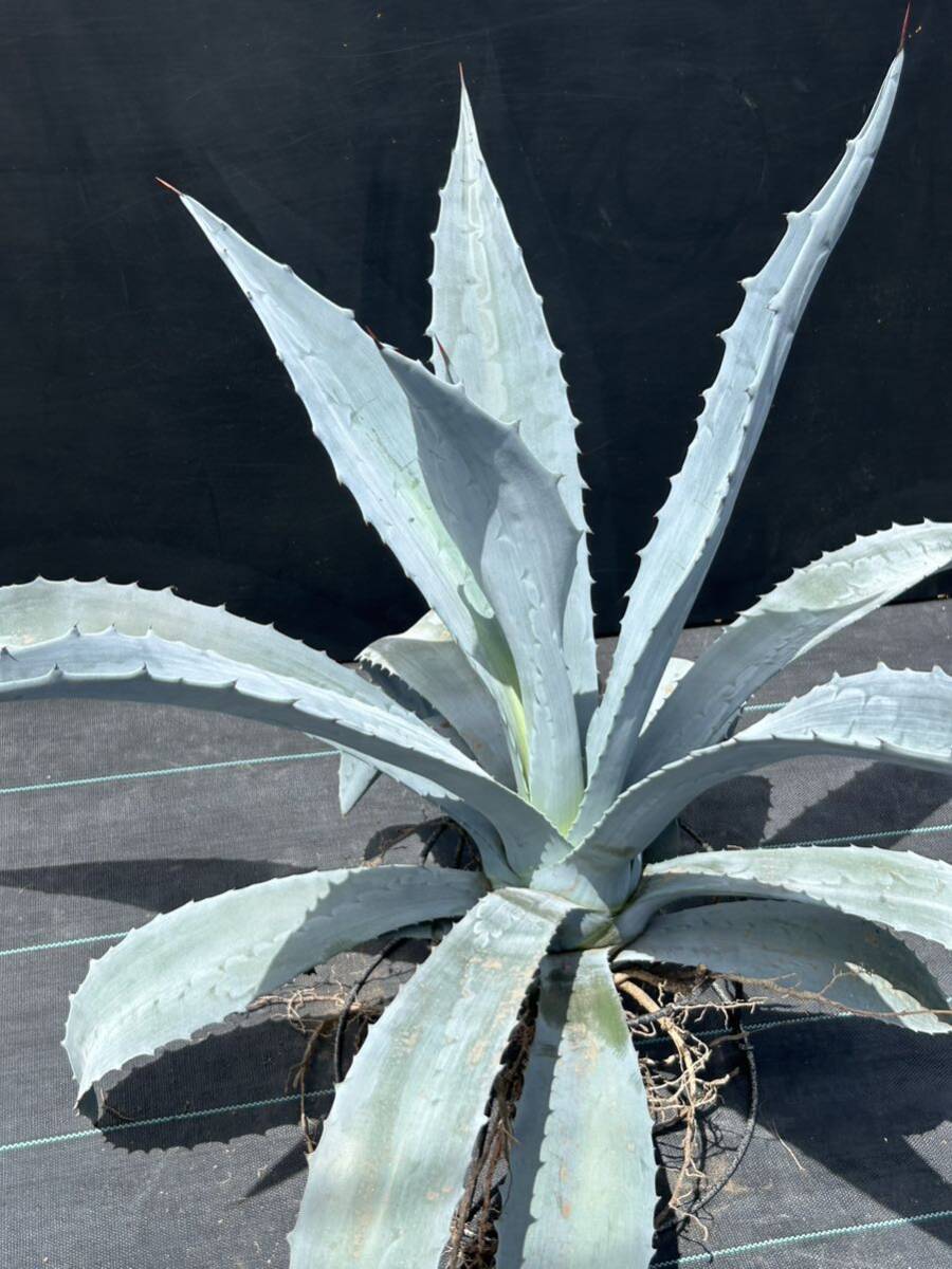 1 Agave americana sp アガベ　アメリカーナ　大株　美株_画像4