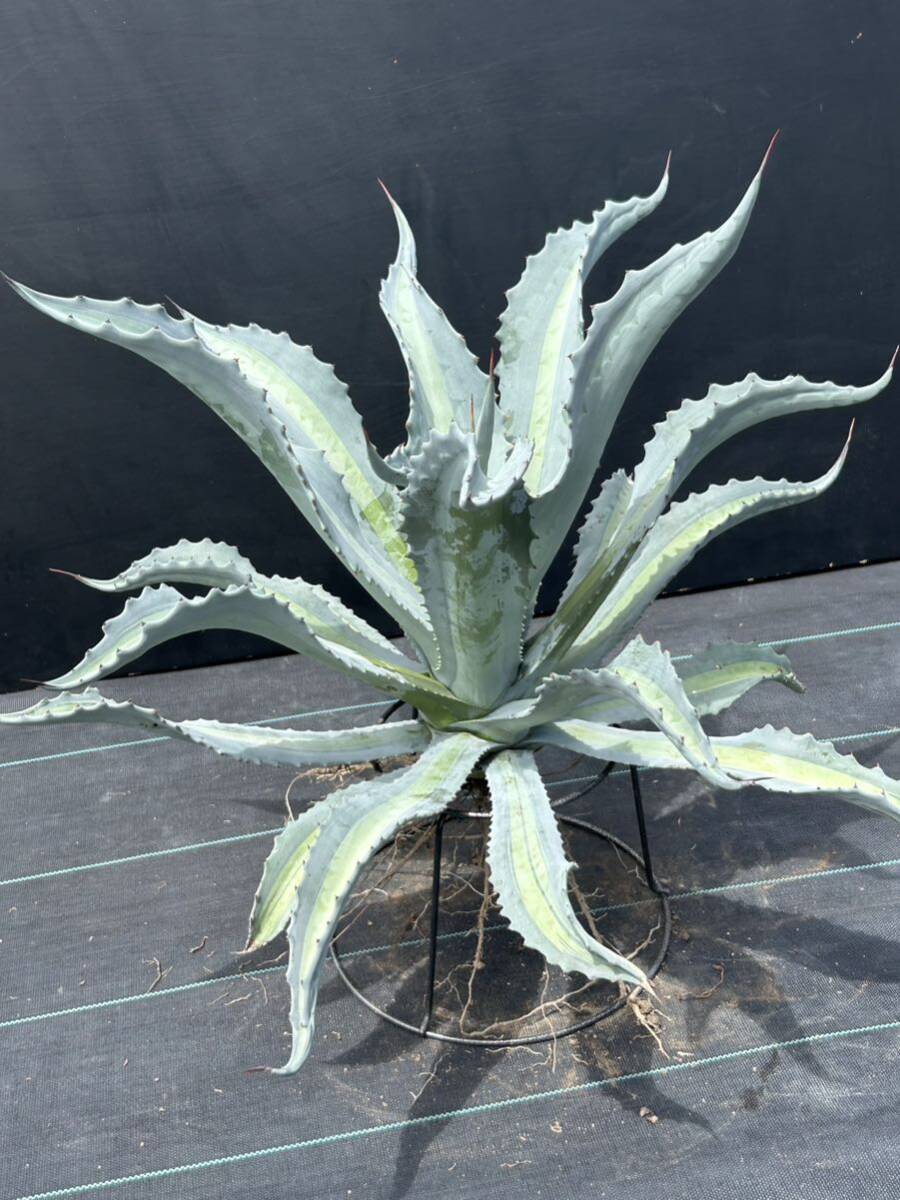 1 Agave americana v.expansa mediopicta pallida アガベ　エクスパンサ　パリーダ　美株　大株　_画像7