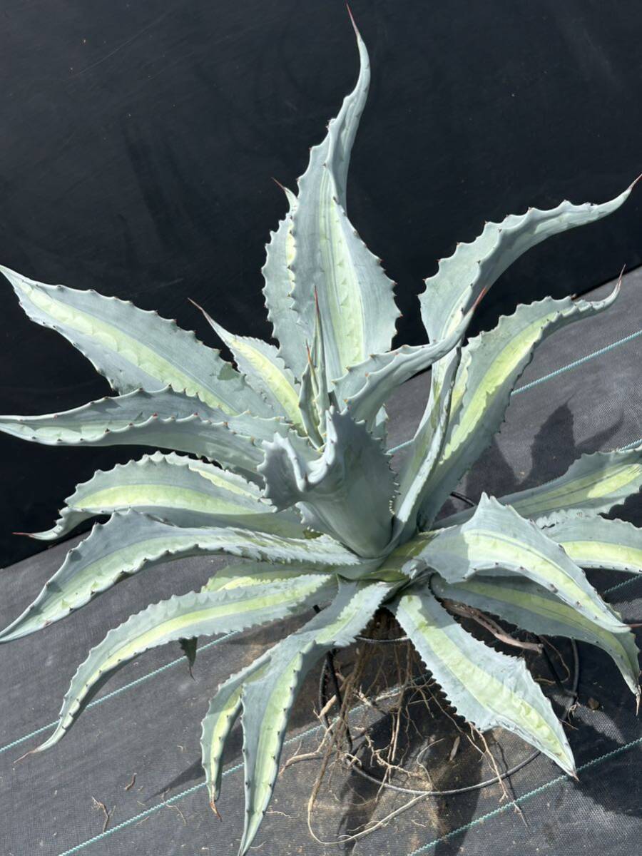 1 Agave americana v.expansa mediopicta pallida アガベ　エクスパンサ　パリーダ　美株　大株　_画像1