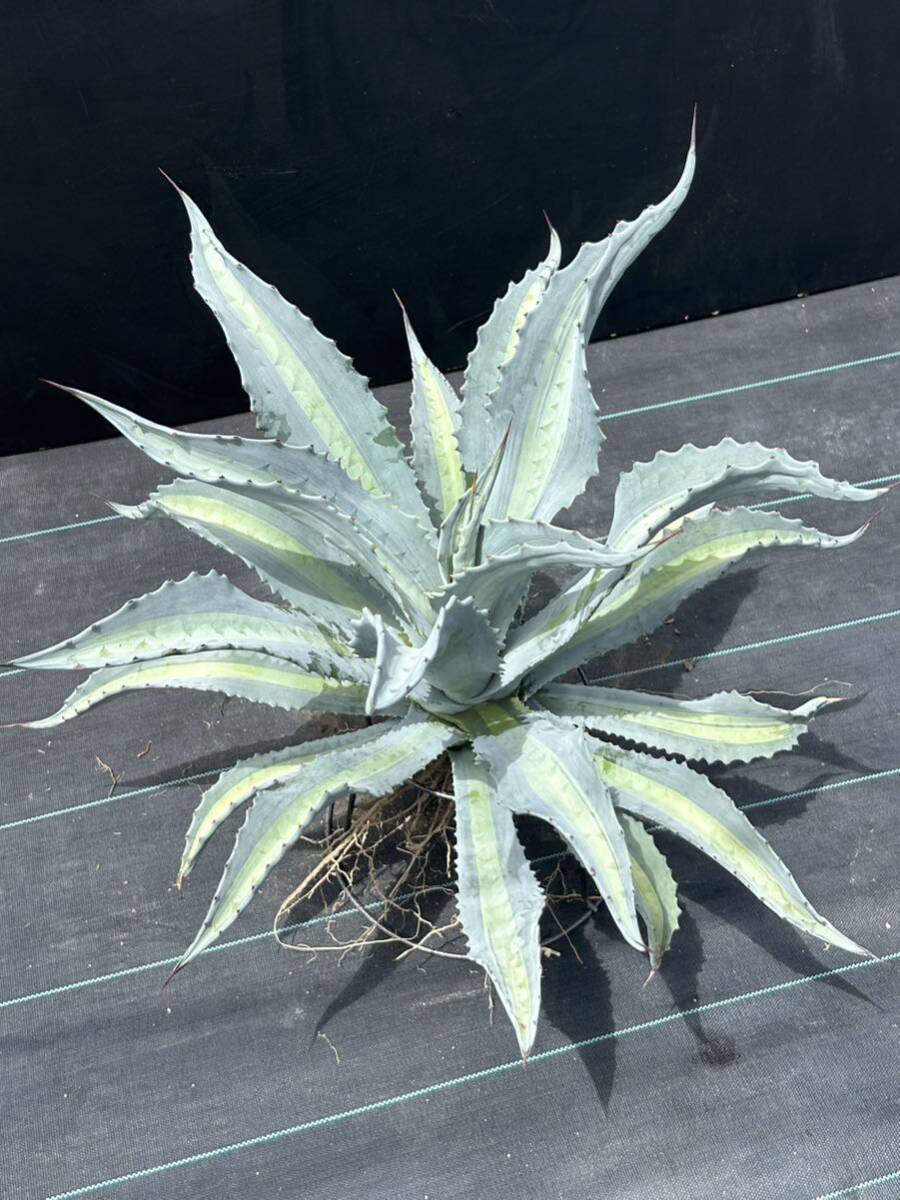 1 Agave americana v.expansa mediopicta pallida アガベ　エクスパンサ　パリーダ　美株　大株　_画像5