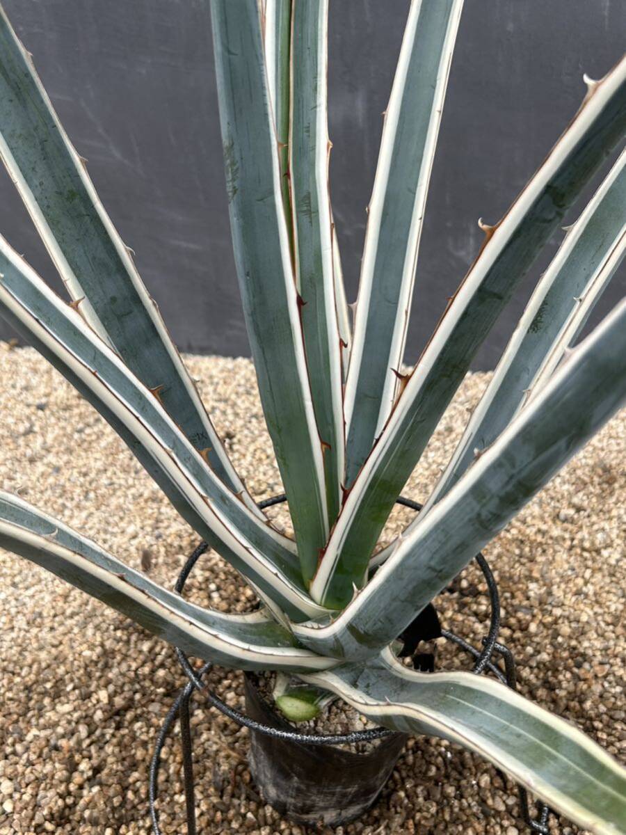 Agave lechuguilla アガベ　レチュギラ　白覆輪　大株　美株 _画像2