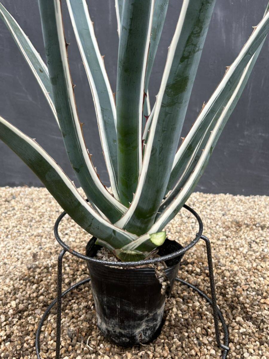 Agave lechuguilla アガベ　レチュギラ　白覆輪　大株　美株 _画像7