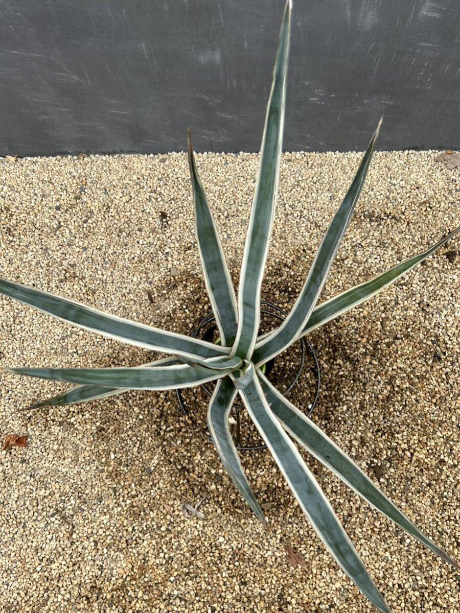 Agave lechuguilla アガベ　レチュギラ　白覆輪　大株　美株 _画像6