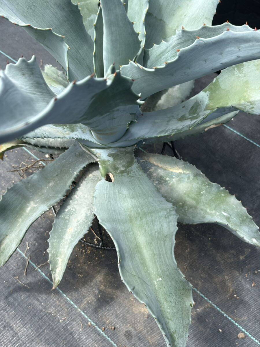 Agave Silver Surfer agave silver surfer large stock beautiful stock 