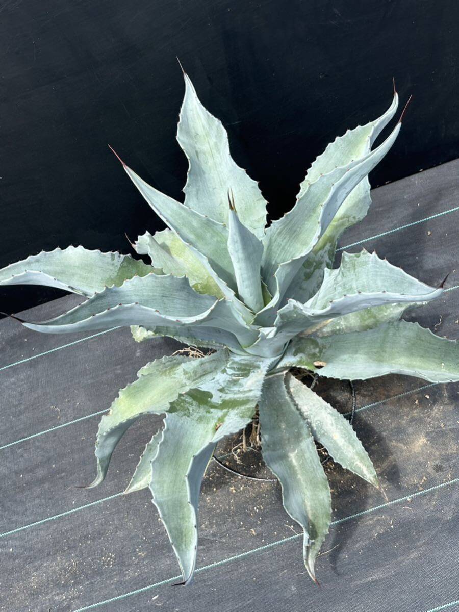 Agave Silver Surfer agave silver surfer large stock beautiful stock 