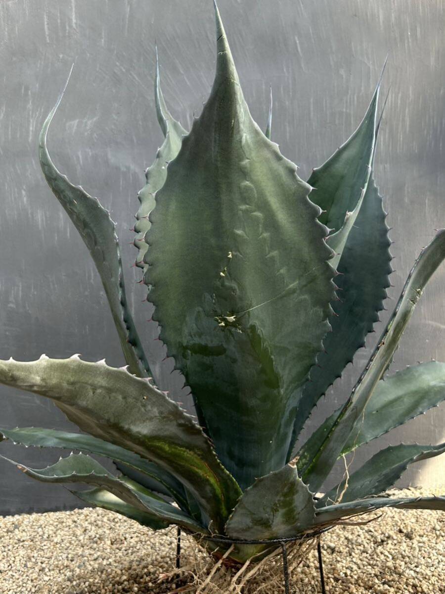 Agave atrovirens var. sigmatophylla アガベ　アトロビレンス　シグマトフィラ　特大株　美株 _画像1